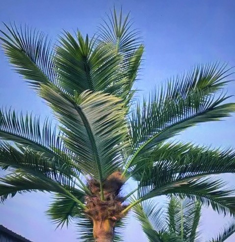 Coconut Palm Receiver Head w/15 Palm Fronds